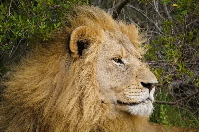 A majestic lion with a full mane rests outdoors.