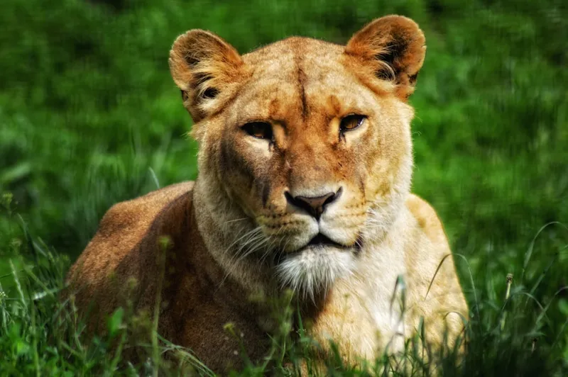 a close up of a lion laying in the grass